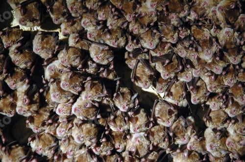 Preview: Colony of Hanging Bats in a cave. These Flying Mammals are using Echolocation to Navigate