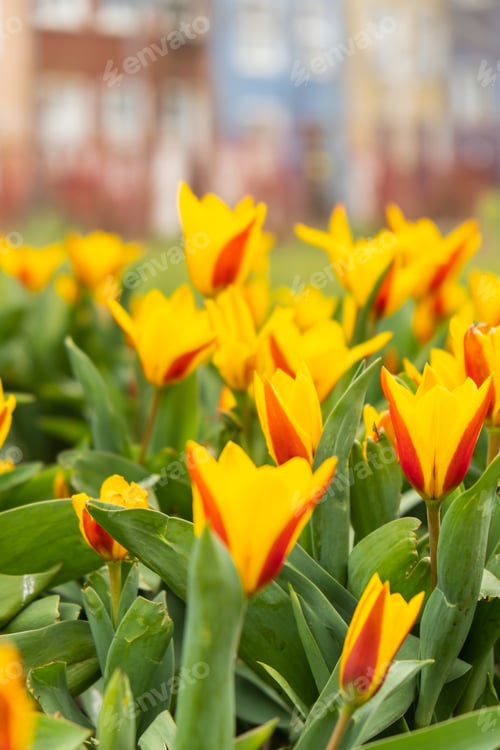 Preview: Flowerbed of beautiful red-yellow picturesque tulips on green lawn background. Group of delicate two