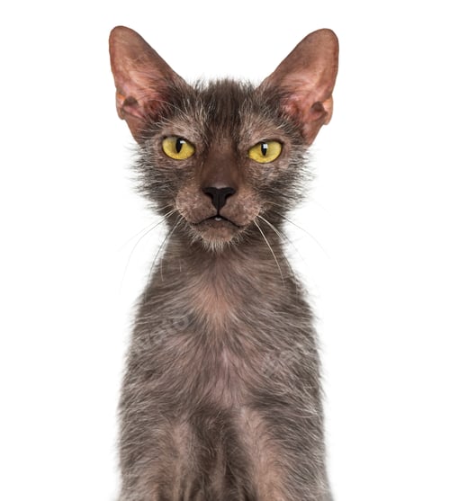 Preview: Lykoi cat, also called the Werewolf cat against white background