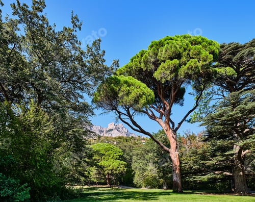 Preview: Vorontsovsky Park, Crimea. Sunny meadow. View of the Italian pine and the Ai Petri mountain