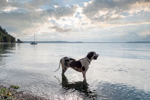 Preview: Handsome adult harlequin great dane dog wading off shore looking out to sea.