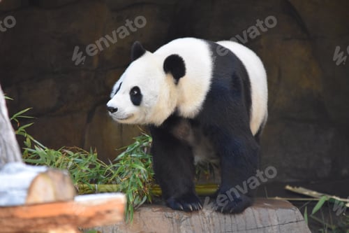 Preview: Panda bear