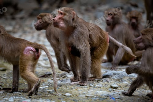 Preview: Group of monkeys on a rocky outcropping, fighting for food