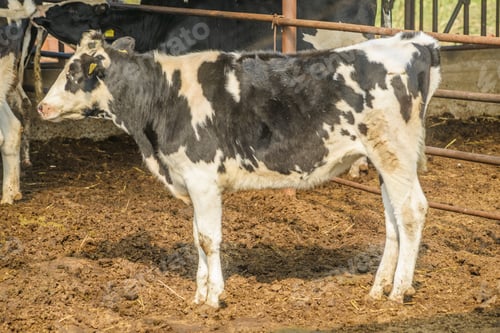Preview: cow farm