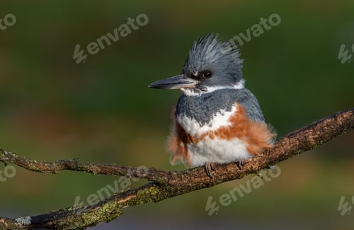 Preview: Belted Kingfisher Portrait