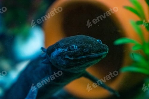 Preview: Closeup of the Ambystoma mexicanum. Axolotl, Mexican walking fish.