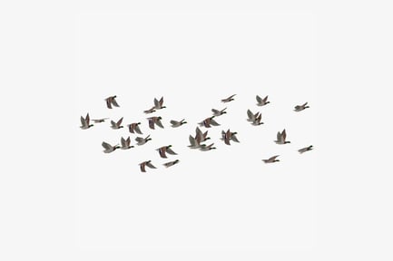 Preview: Flock of Ducks: Aerial Migration