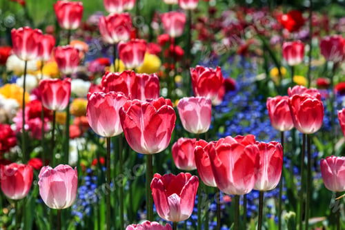 Preview: Scenic view of pink tulips in a park in a blurred background