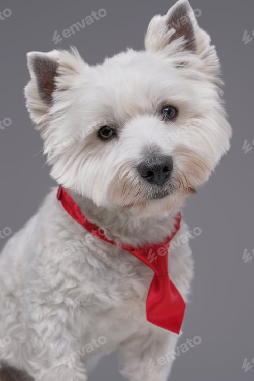 Preview: Funny white terrier doggy with red necktie isolated on gray