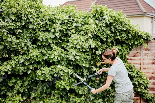 Preview: A woman using shears to cut back a climbing plant growing up over a fence.