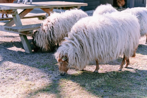 Preview: Woolly Sheep Eating Grass In A Farmyard