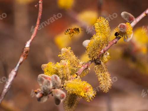 Preview: Willow