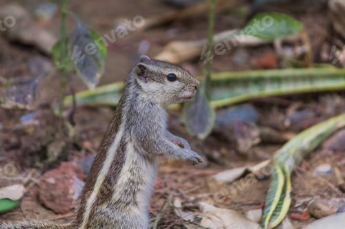 Preview: Small brown chipmunk stands alert surveying the surroundings