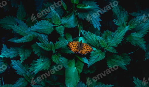 Preview: Orange butterfly perched atop a green leafy plant in a dark, shadowy forest setting.