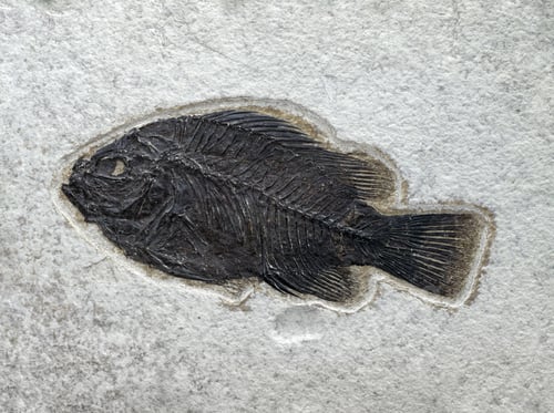 Preview: Stone surface with fossilized fish
