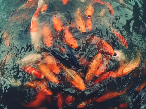 Preview: Karper fish