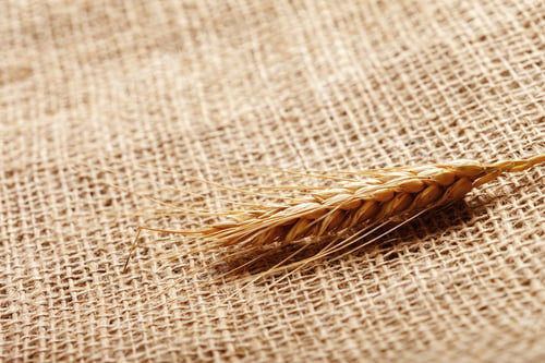 Preview: Wheat stalk rests on burlap fabric in a simple agricultural setting