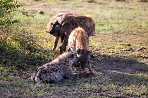 Preview: Group of spotted hyenas lying in a dirt-path in a savanna surrounded by trees
