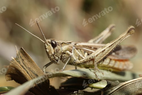 Preview: Grasshopper (Orthoptera)