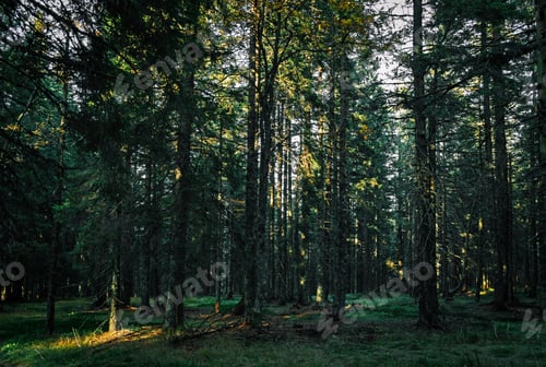 Preview: Dense dark green forest with bits of natural light penetrating through trees.