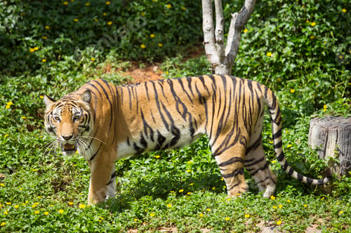 Preview: bengal tiger looking at the camera