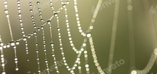 Preview: A beautiful spider web covered with dewdrops in the sunlight.