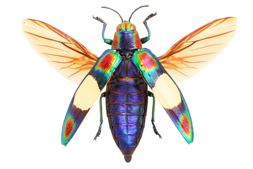 Preview: Insect collection of beautiful jewel beetles. Chrysochroa ocellata fulgens (DeGeer, 1778)
