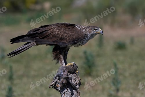 Preview: Bonellis eagle (Aquila fasciata)