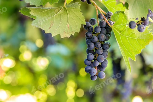 Preview: Dark blue ripening grape cluster lit by bright sun on blurred colorful bokeh copy space background.