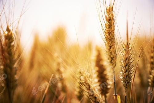 Preview: Fields of wheat at the end of summer fully ripe