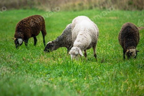 Preview: Farm brown sheep graze in pasture. Flock of sheep eating grass in meadow.