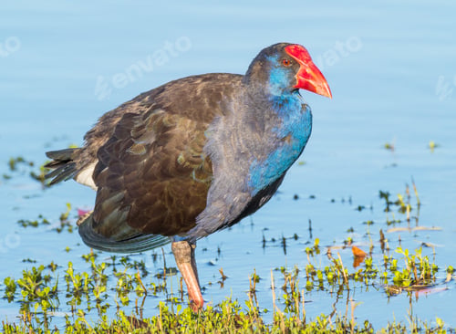 Preview: Purple Swamphen Wading