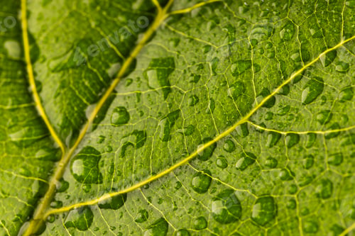 Preview: Micro close up of green leaf with water drops and copy space