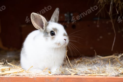 Preview: Little white rabbit in its cage on the straw.
