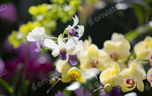 Preview: Beautiful Colorful Orchid In A Botanic Garden