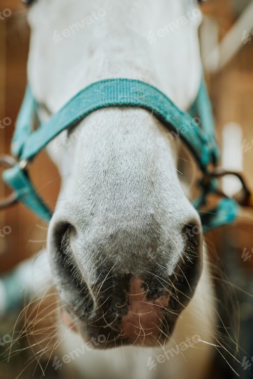 Preview: Horse Muzzle Closeup