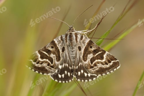 Preview: Old hag depicted in the wings of a Mother Shipton moth climbing blades of grass