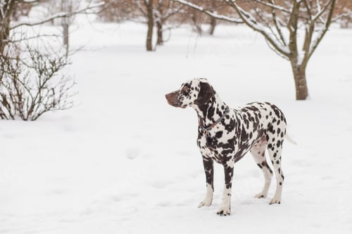 Preview: The dog breed Dalmatians in winter, the snow stands and looks beautiful. lovely dalmatian dog