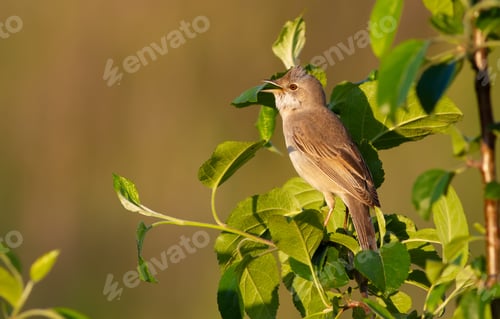 Preview: Common Whitethroat, Sylvia communis. The bird sits on the branches of a bush and sings