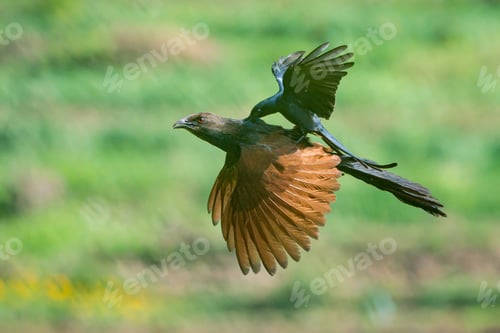 Preview: Ashy Drongo riding great councal