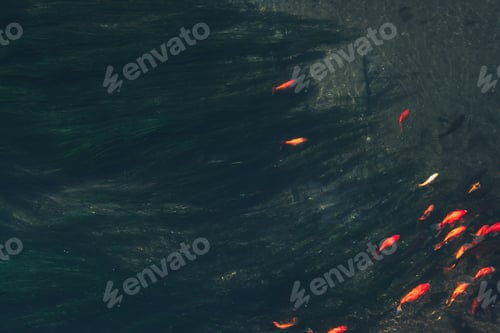 Preview: colorful Koi fish in the natural river
