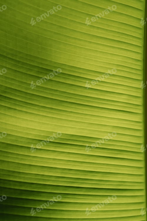 Preview: Textured Abstract Background of Banana tree leave.