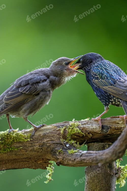 Preview: Closeup of two birds fighting with each other on a tree branch in the forest