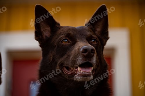 Preview: Portrait of an Australian Kelpie dog