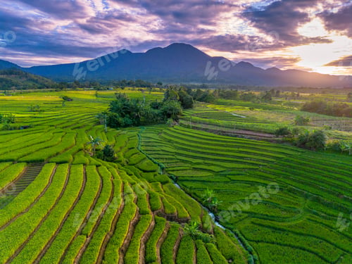 Preview: Beautiful morning view indonesia Panorama Landscape paddy fields