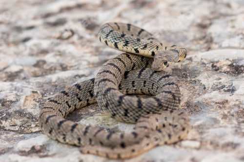 Preview: Algerian Whip Snake (Hemorrhois algirus) found in Malta, locally called Serp Ahdar