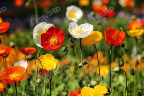 Preview: Springtime
