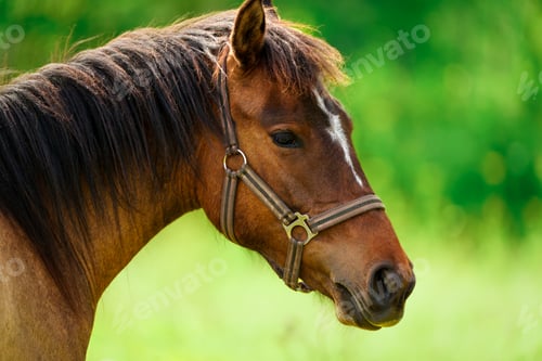 Preview: Majestic Beauty, A Close-Up Portrait of a Brown Horse against a Green Field. horse close up face