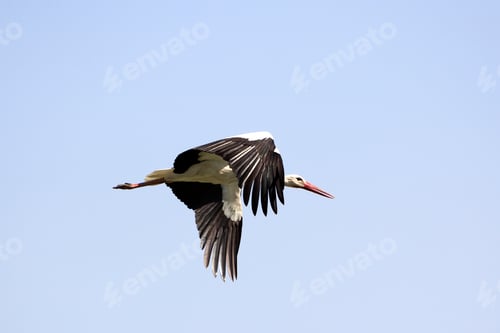 Preview: Elegant beautiful white stork bird with spread wings