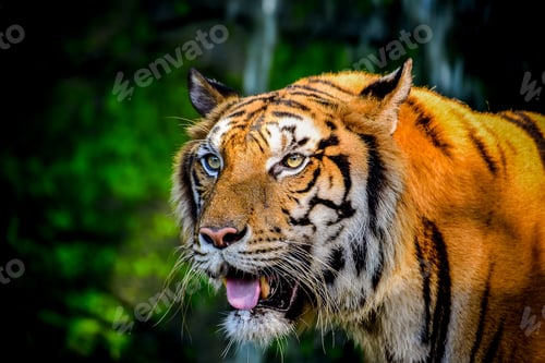 Preview: Indochinese Tiger looking at and walk around the forest is animal wide life.